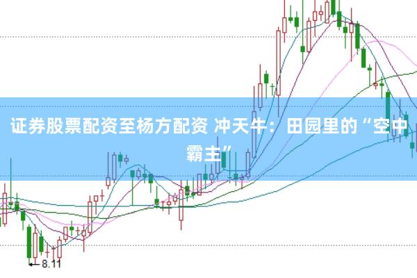 证券股票配资至杨方配资 冲天牛：田园里的“空中霸主”